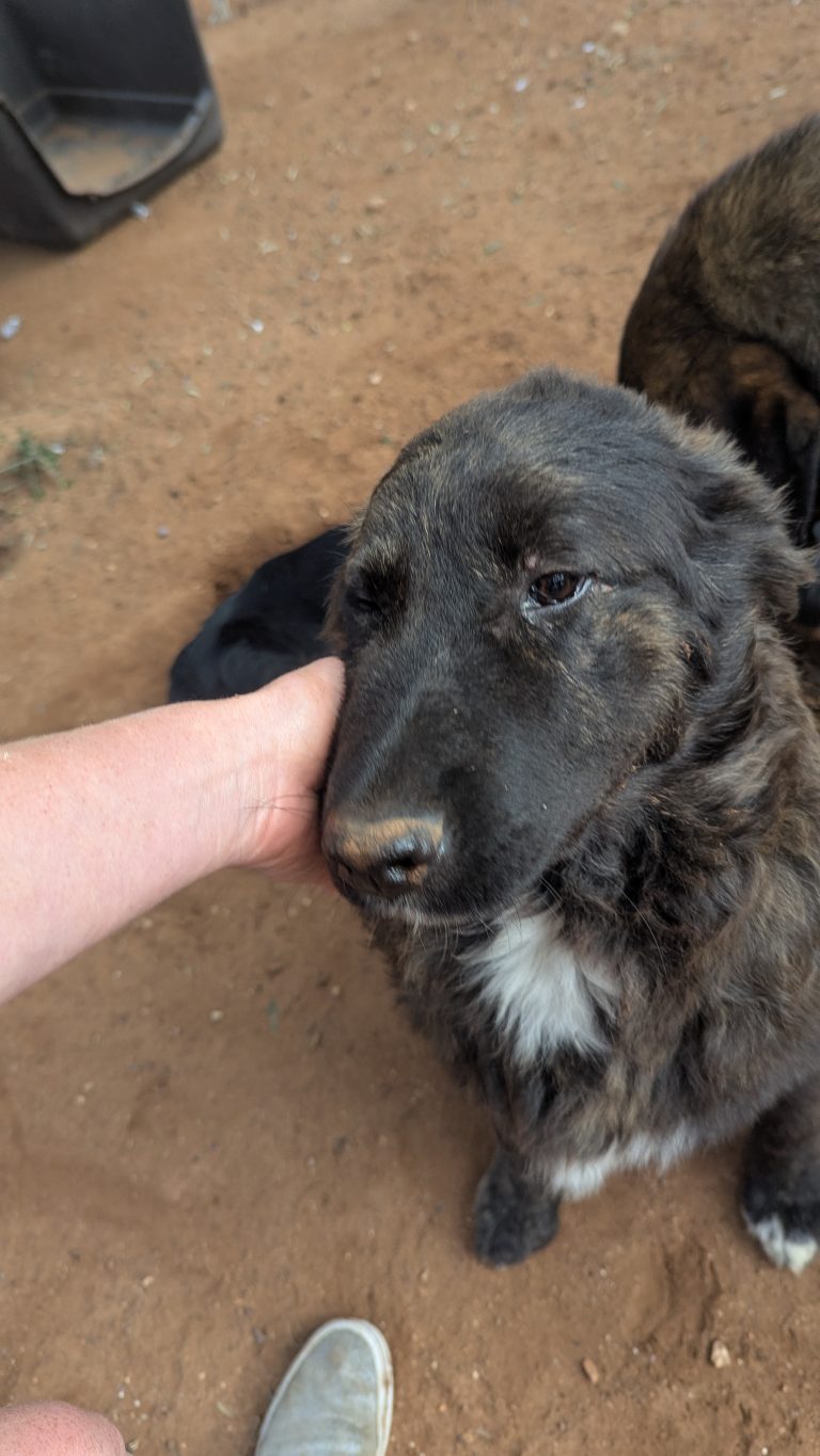 Oscar - Vermittlungshund