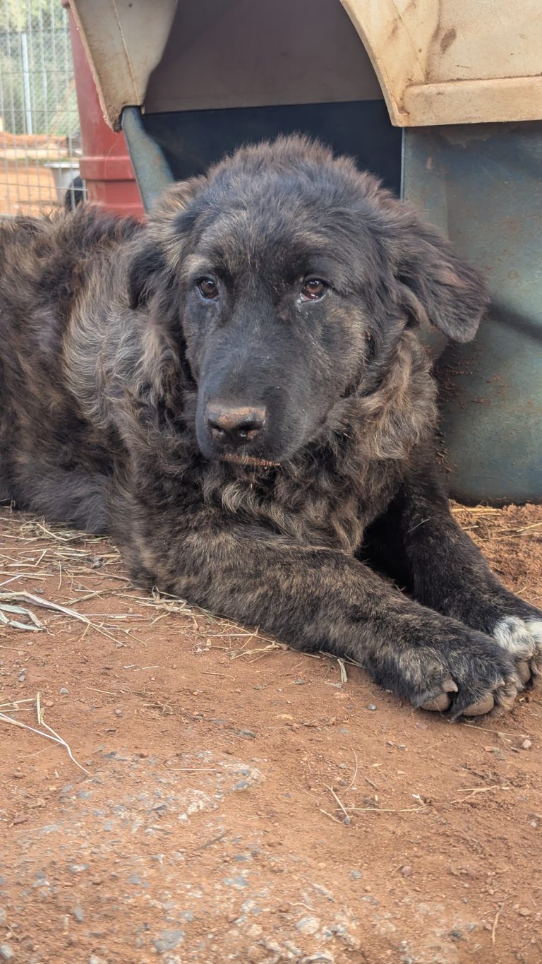 Oscar - Vermittlungshund