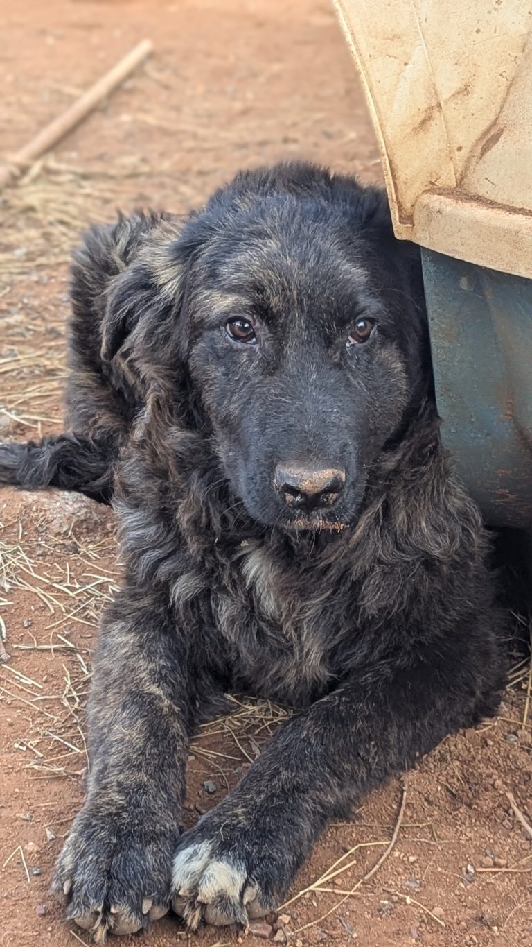 Oscar - Vermittlungshund