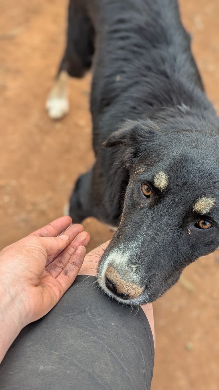 Tina - Vermittlungshund