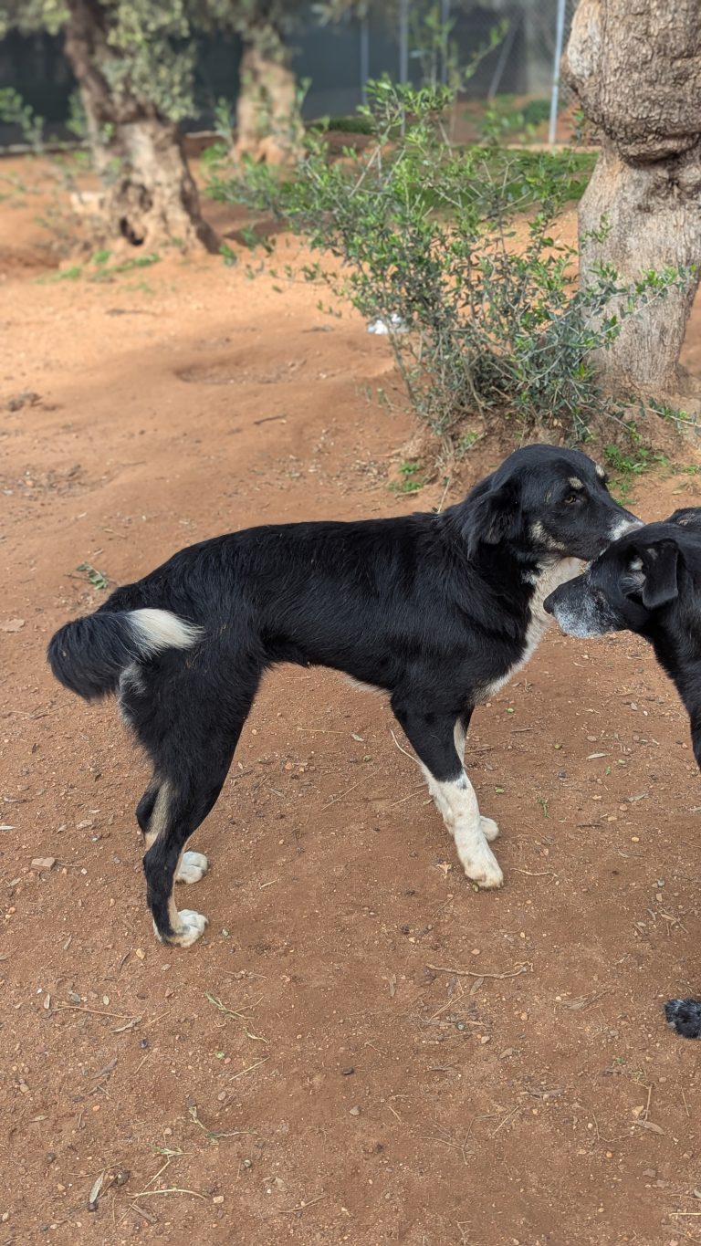 Tina - Vermittlungshund