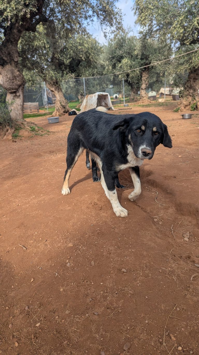 Tina - Vermittlungshund