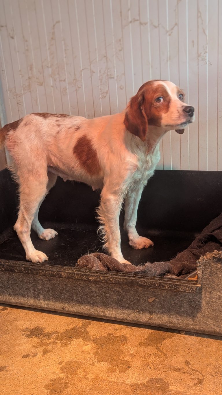 Candy - Vermittlungshund