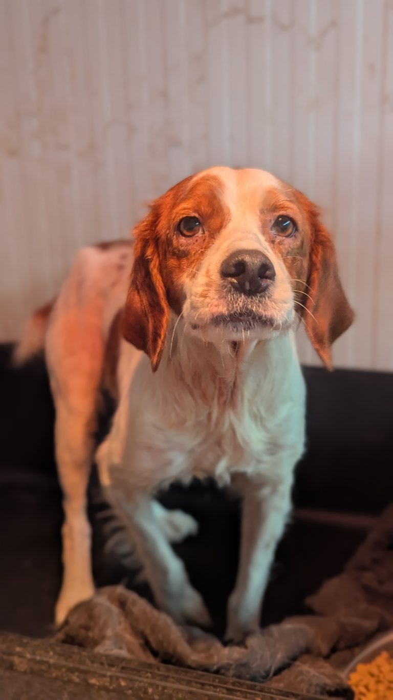 Candy - Vermittlungshund