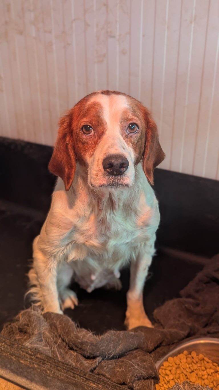 Candy - Vermittlungshund