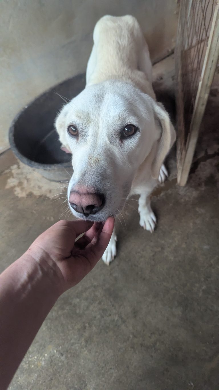 Cleo - Vermittlungshund