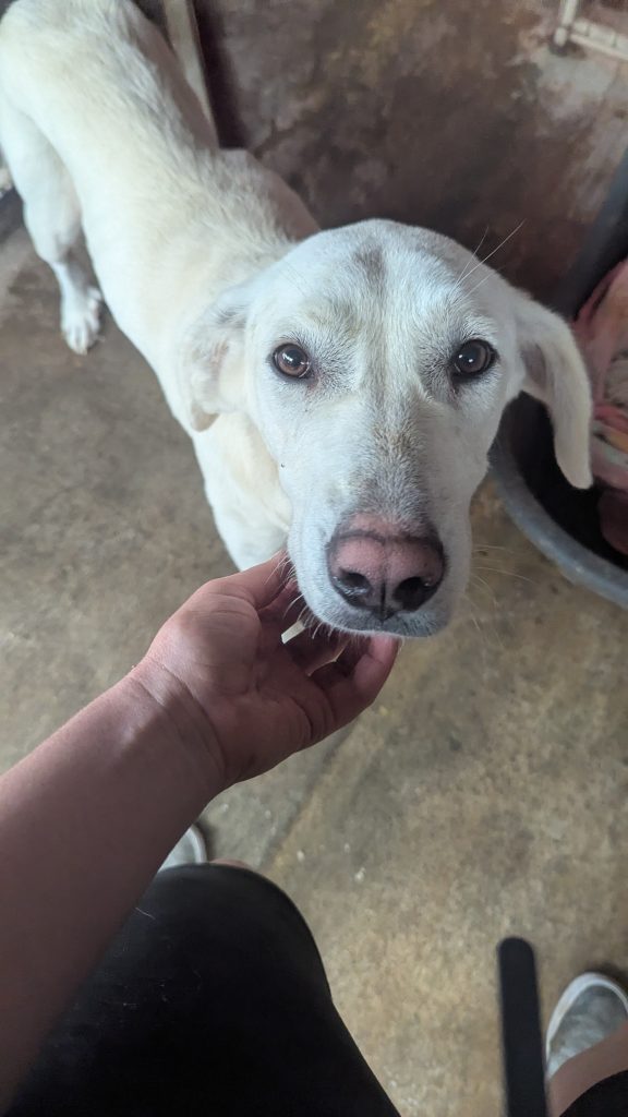 Cleo - Vermittlungshund