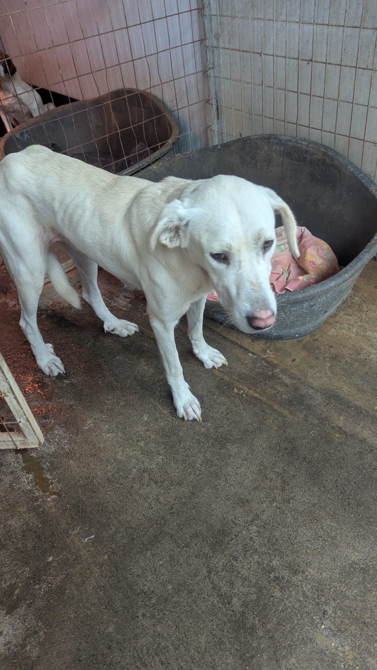 Cleo - Vermittlungshund