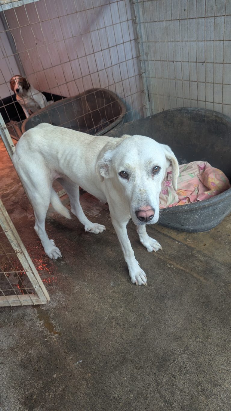 Cleo - Vermittlungshund