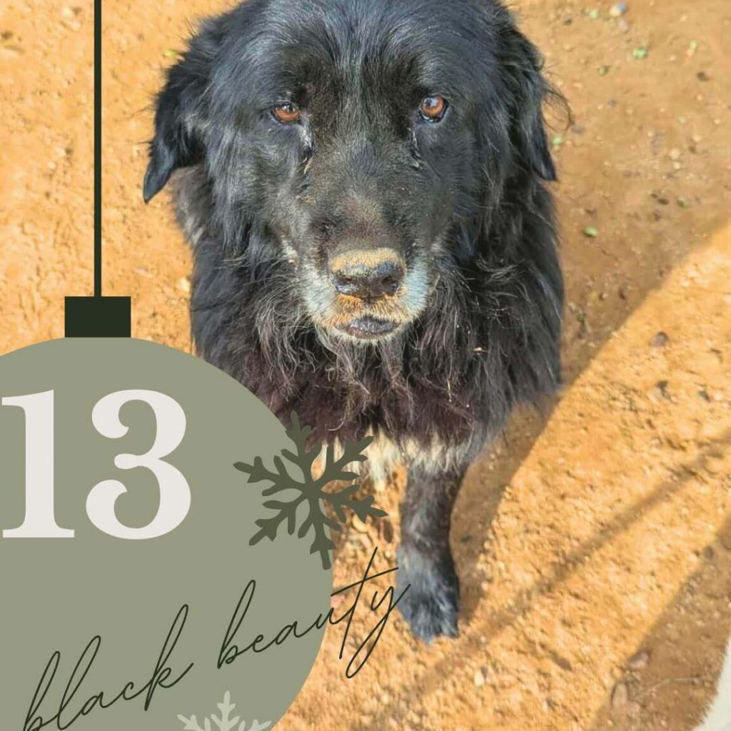 Adventskalender 2025 Türchen 13