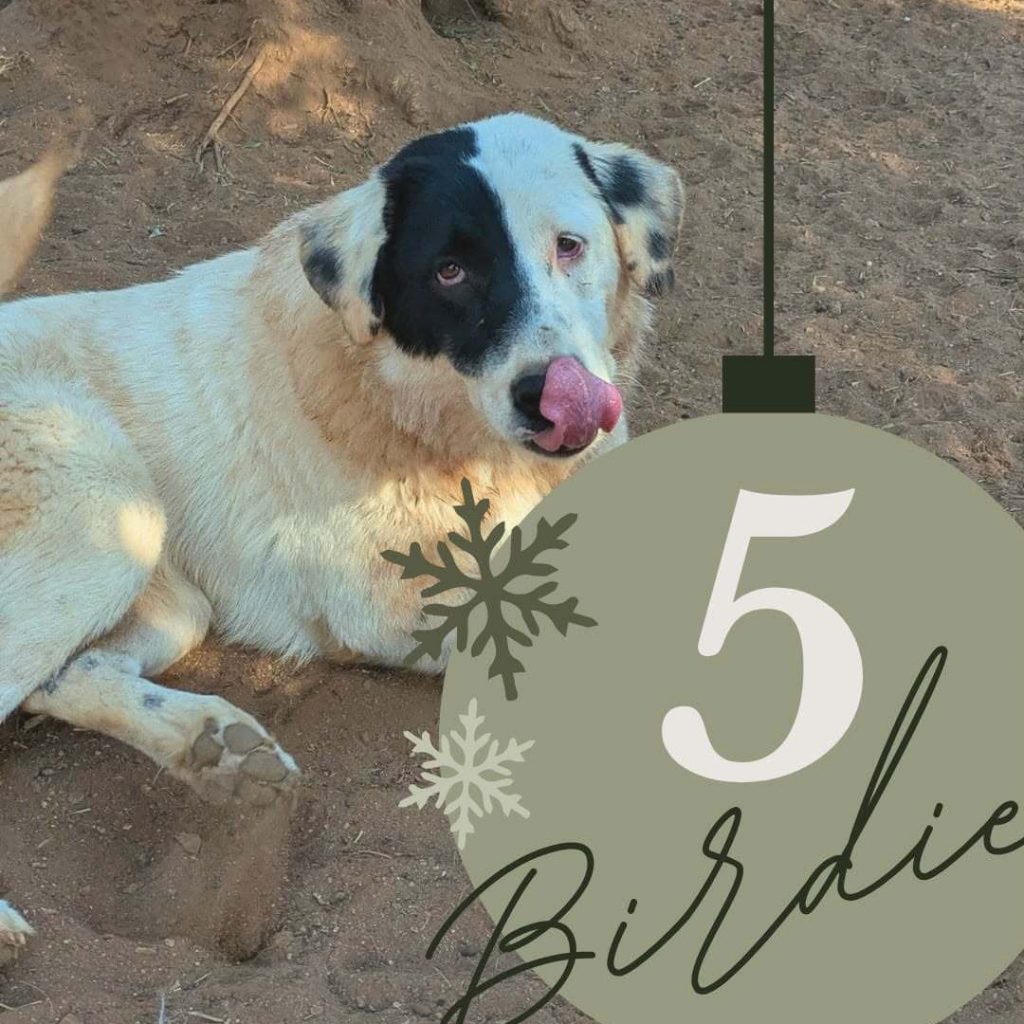 Adventskalender 25 Tür 5 geöffnet