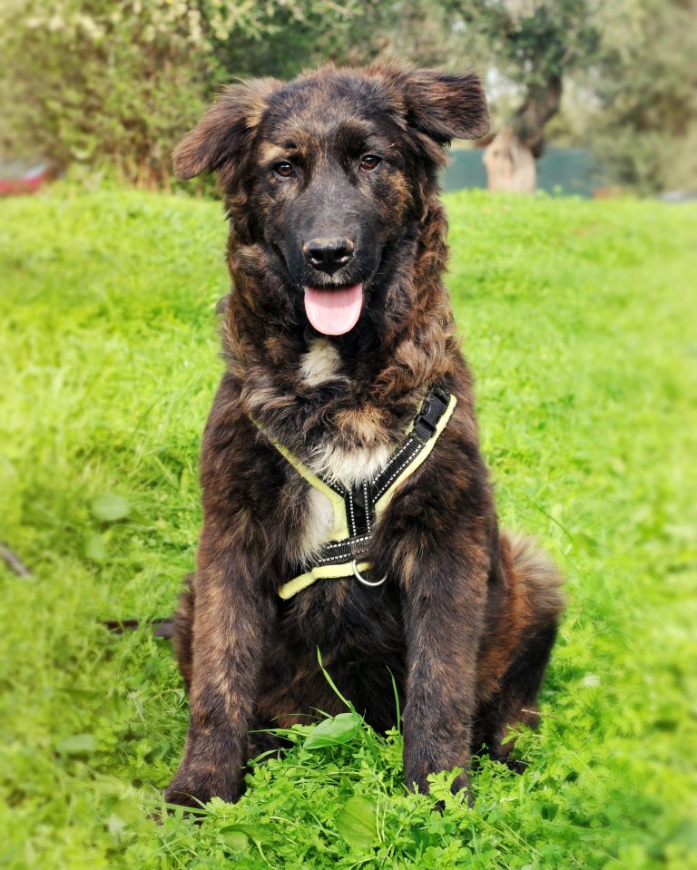 Oscar - Vermittlungshund