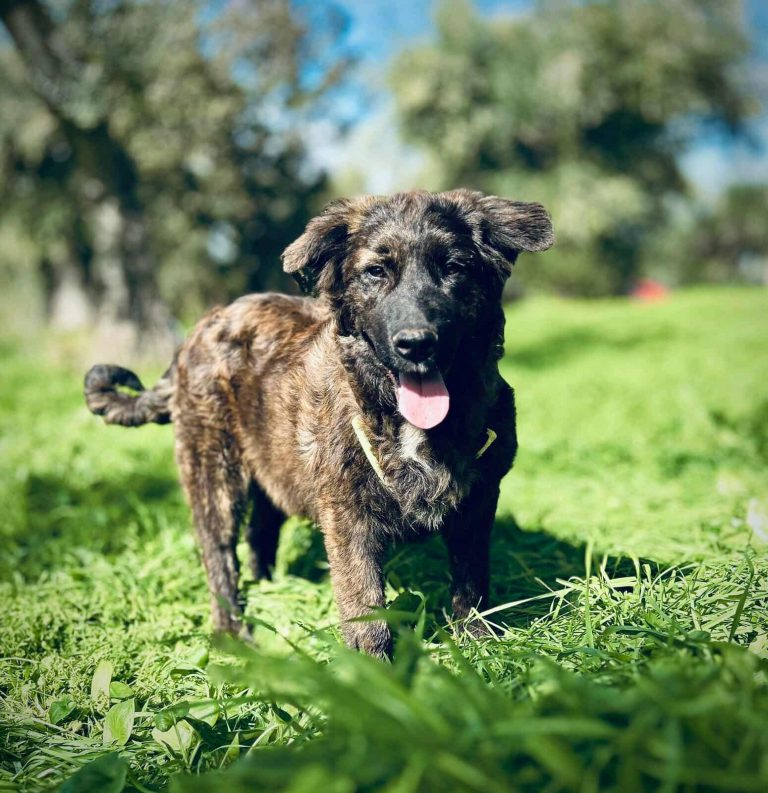 Oscar - Vermittlungshund