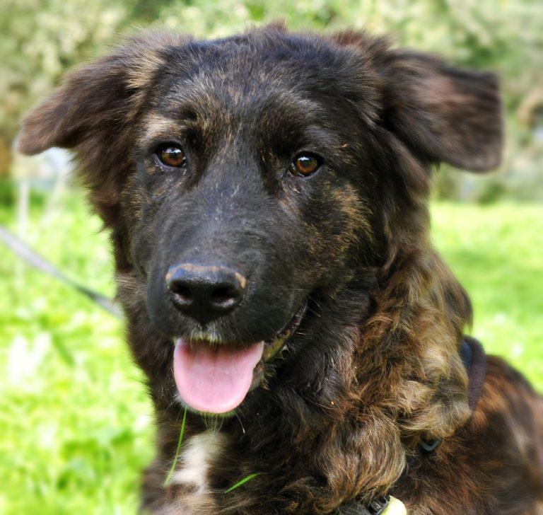 Oscar - Vermittlungshund