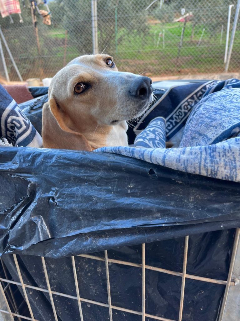 0271cbe4-540a-4007-b43c-1b7ec4979694