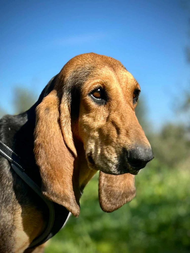 Cora