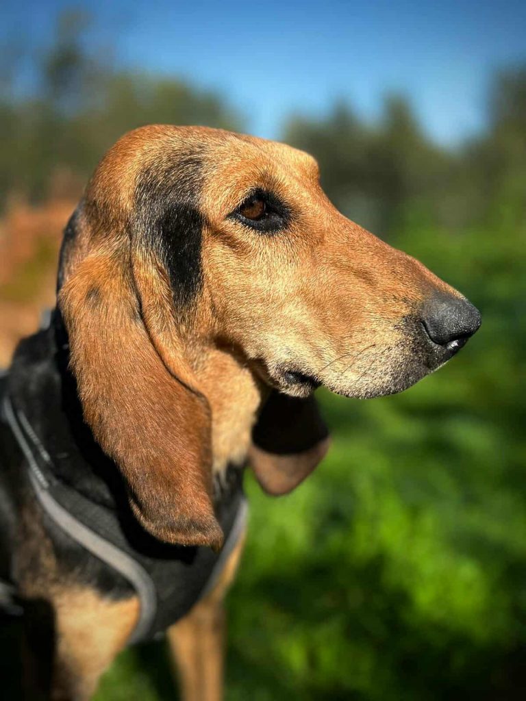 Cora