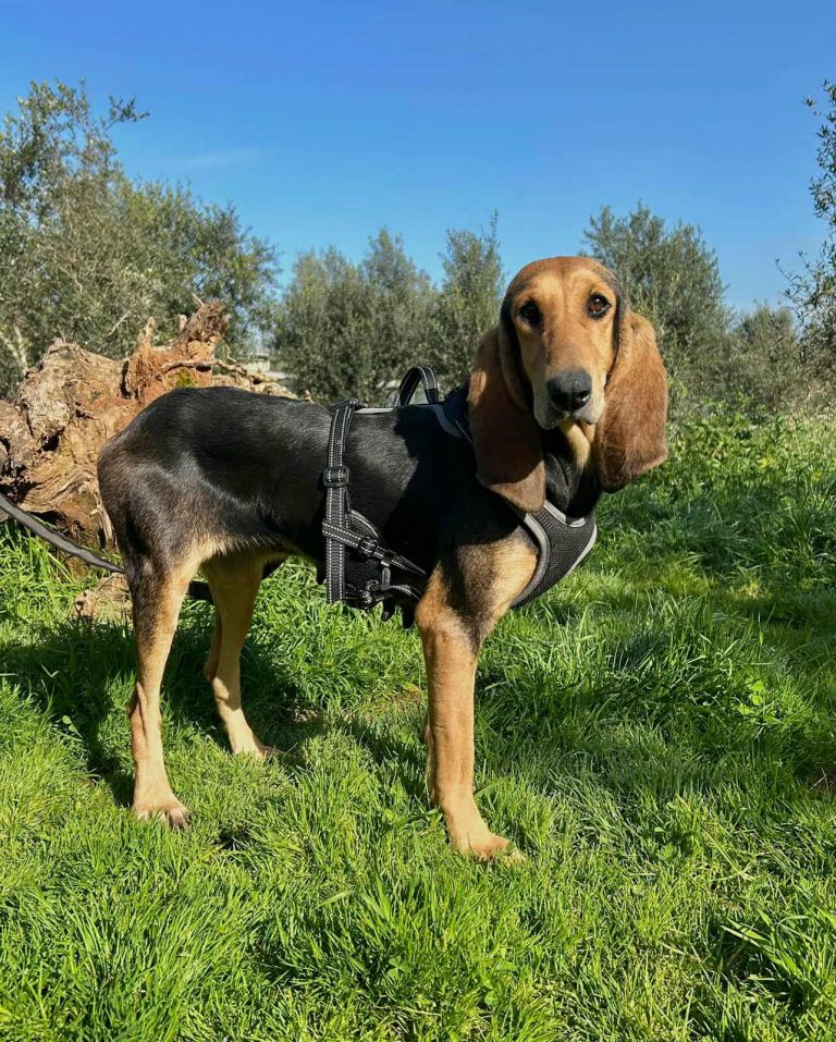 Cora