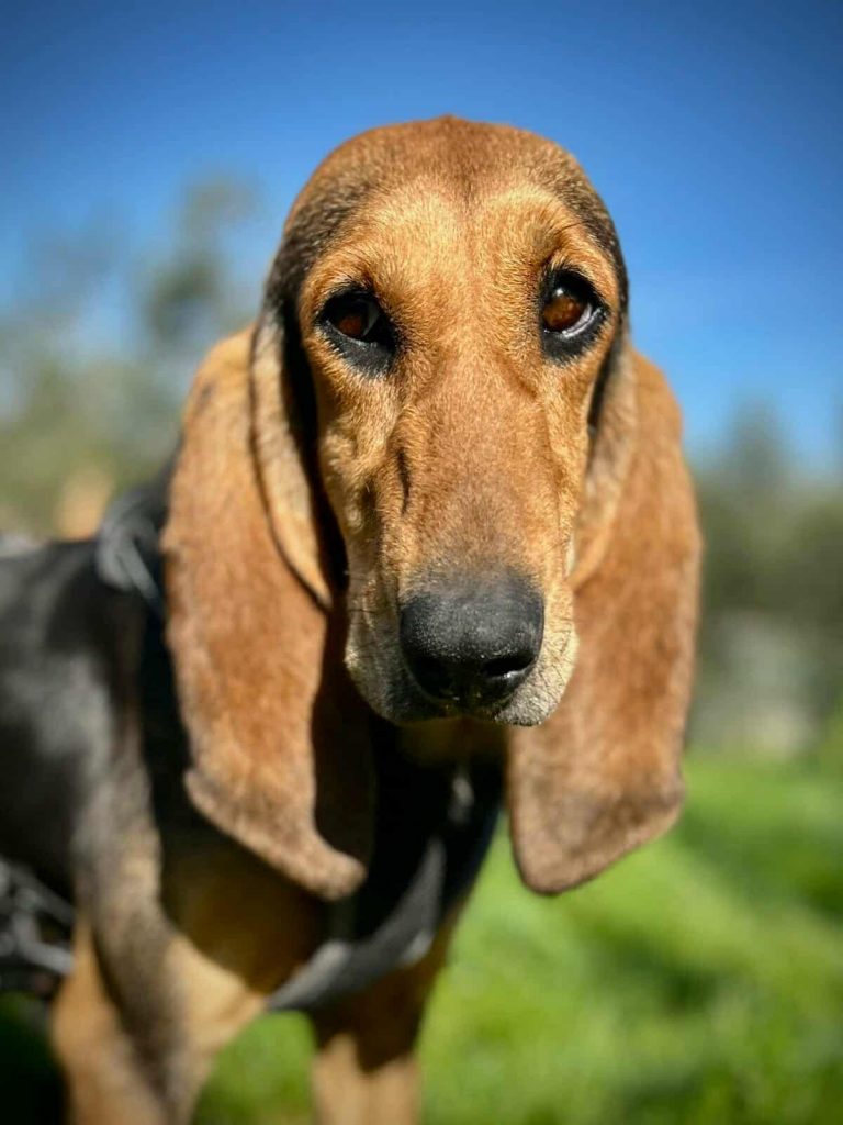 Cora