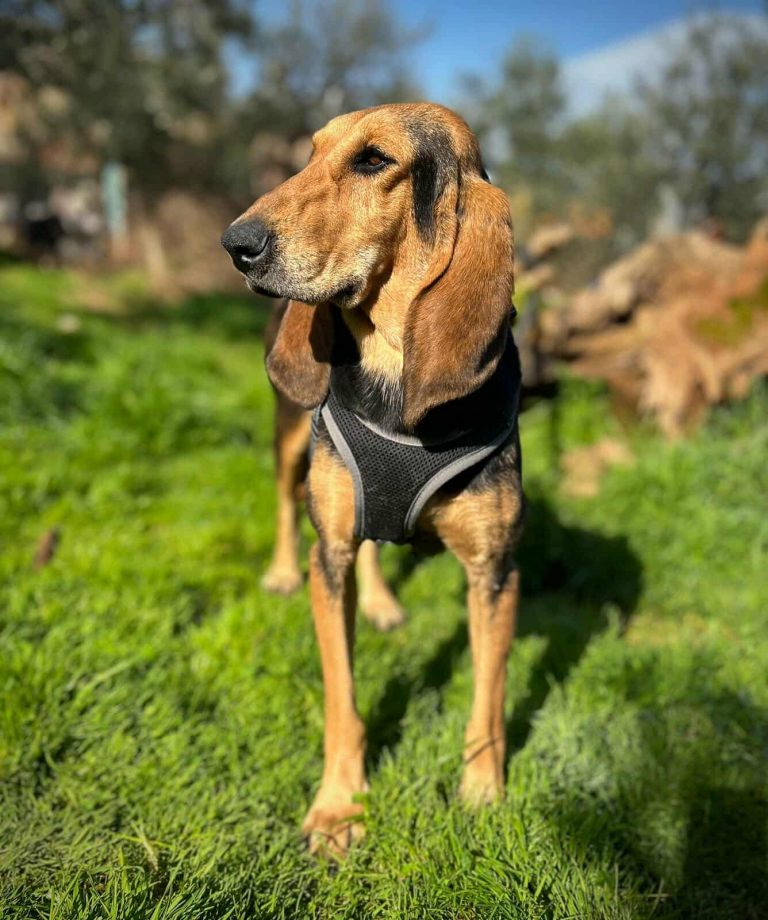 Cora