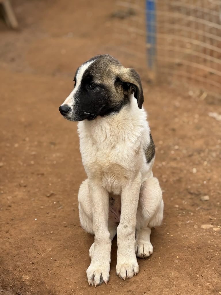 Nala