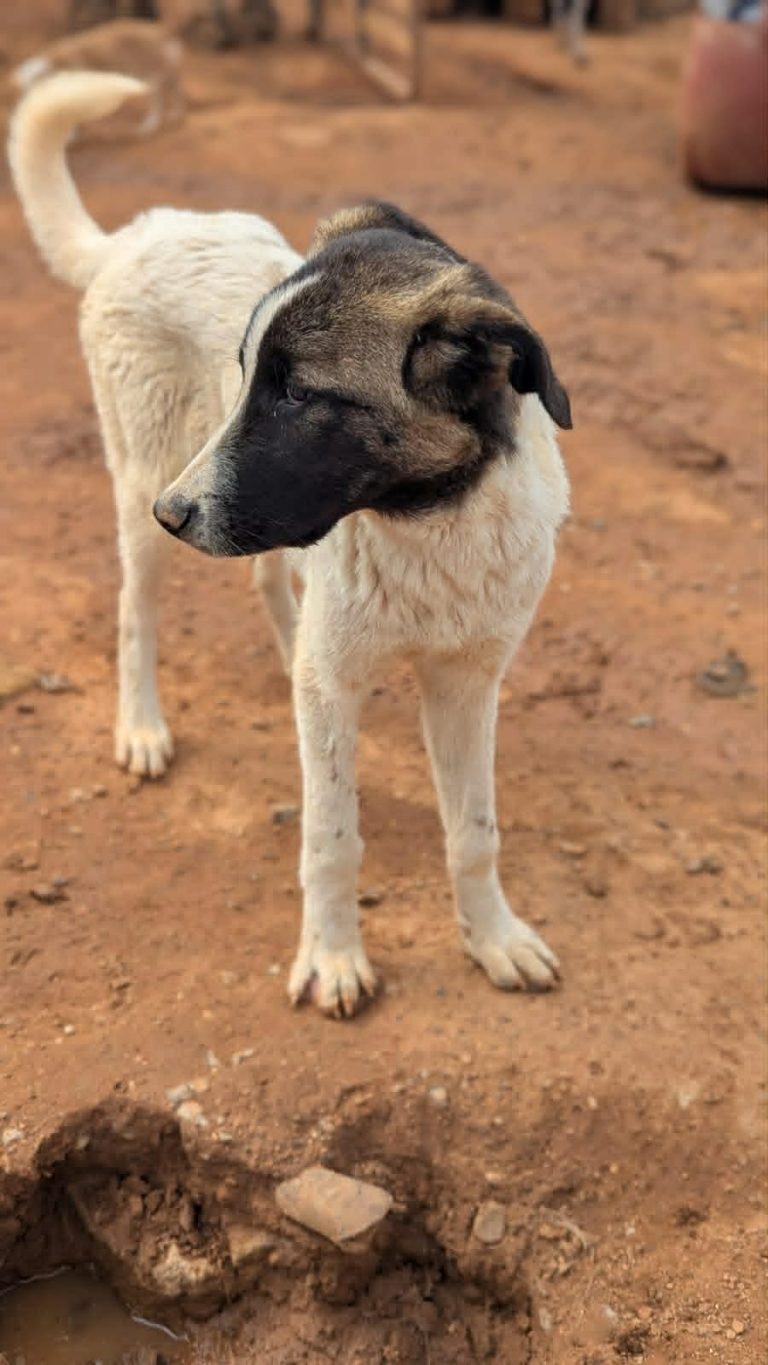 Nala