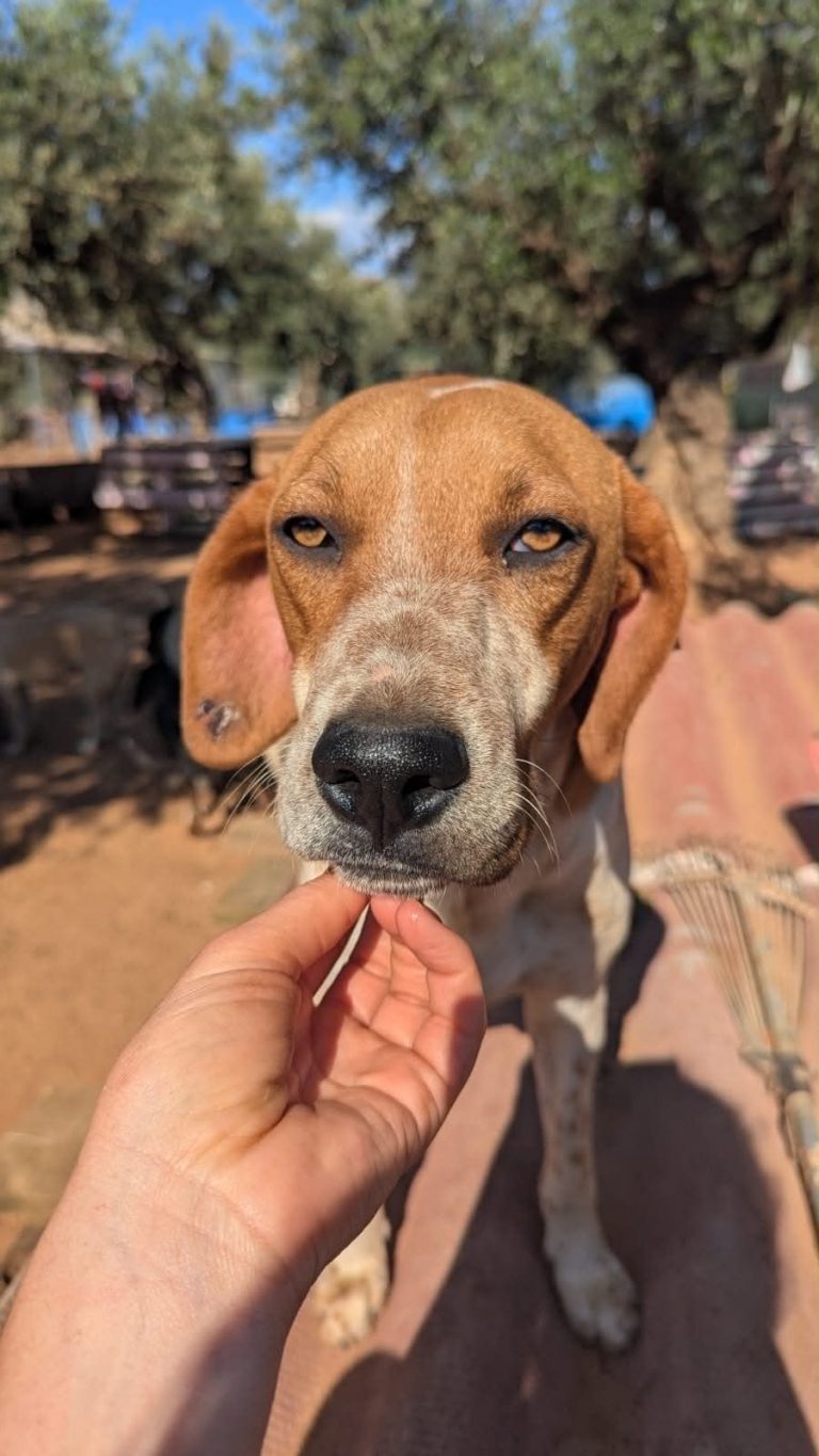 Toffee