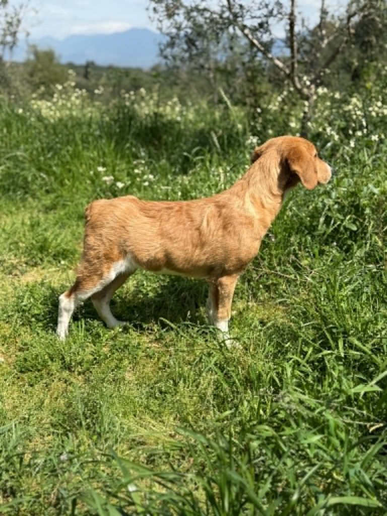 Iliana