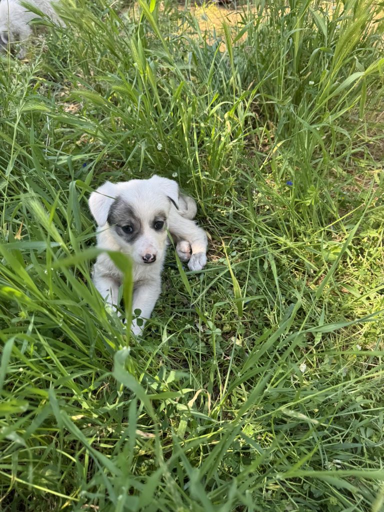 Rosa und Mila