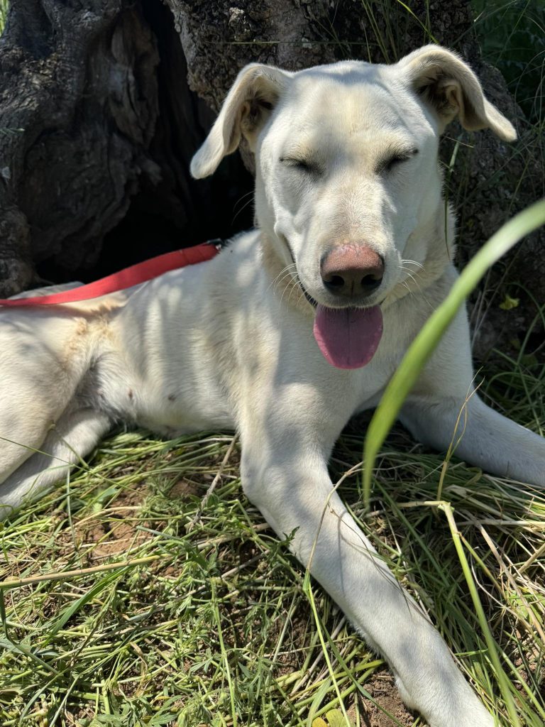 Yuki