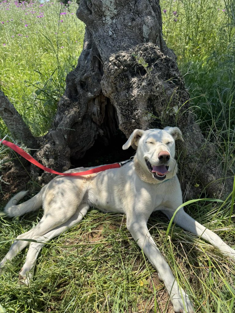 Yuki