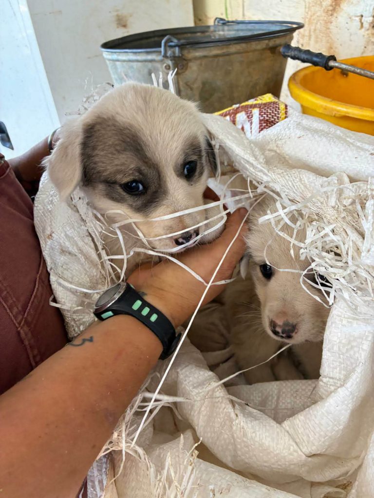 Rosa und Mila