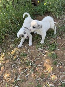 Rosa und Mila