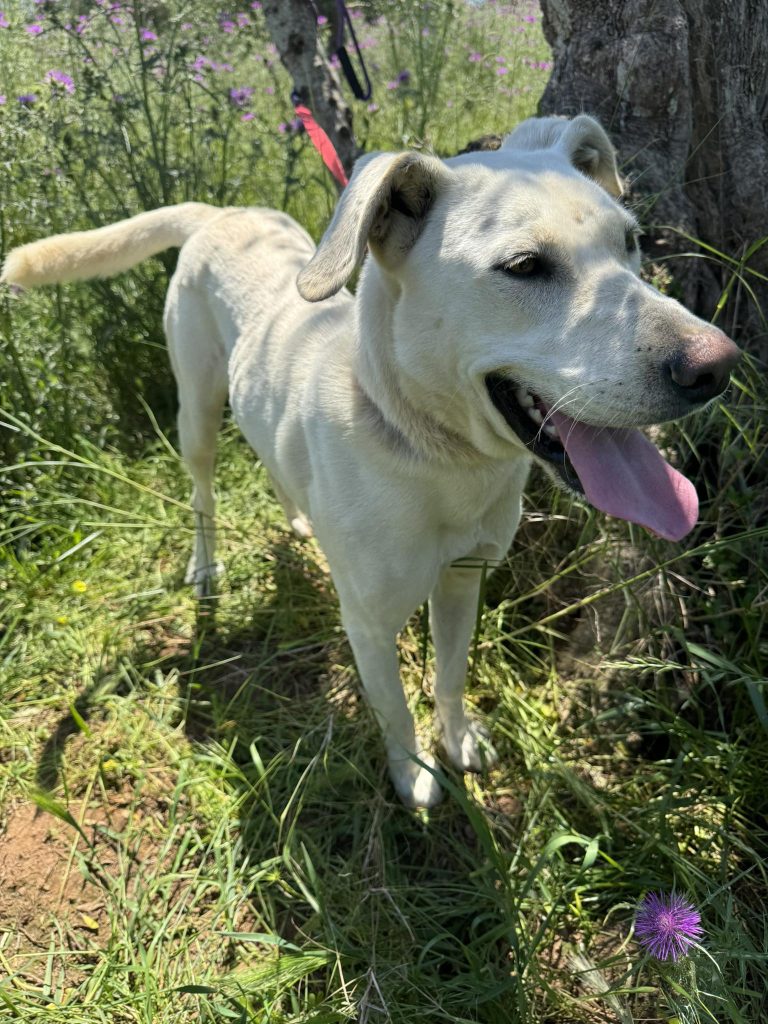 Yuki
