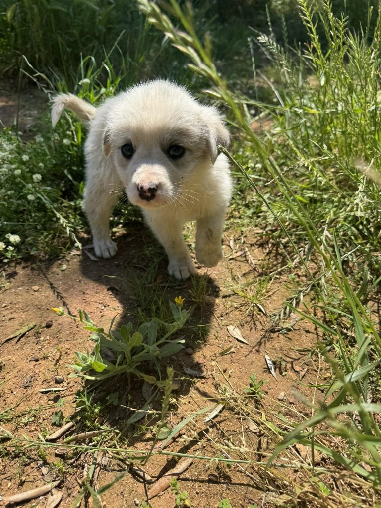 Rosa und Mila