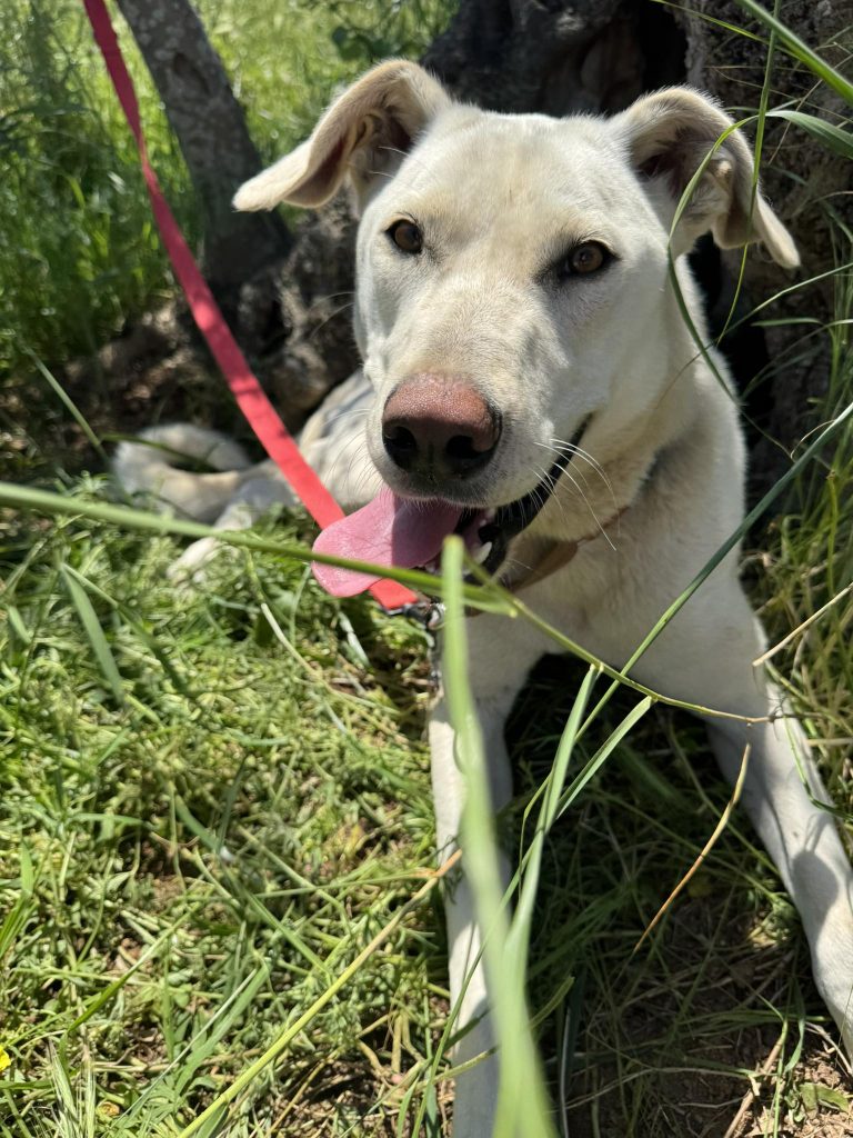 Yuki