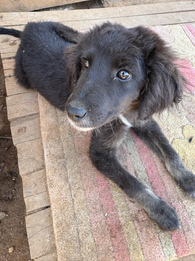 Mokka