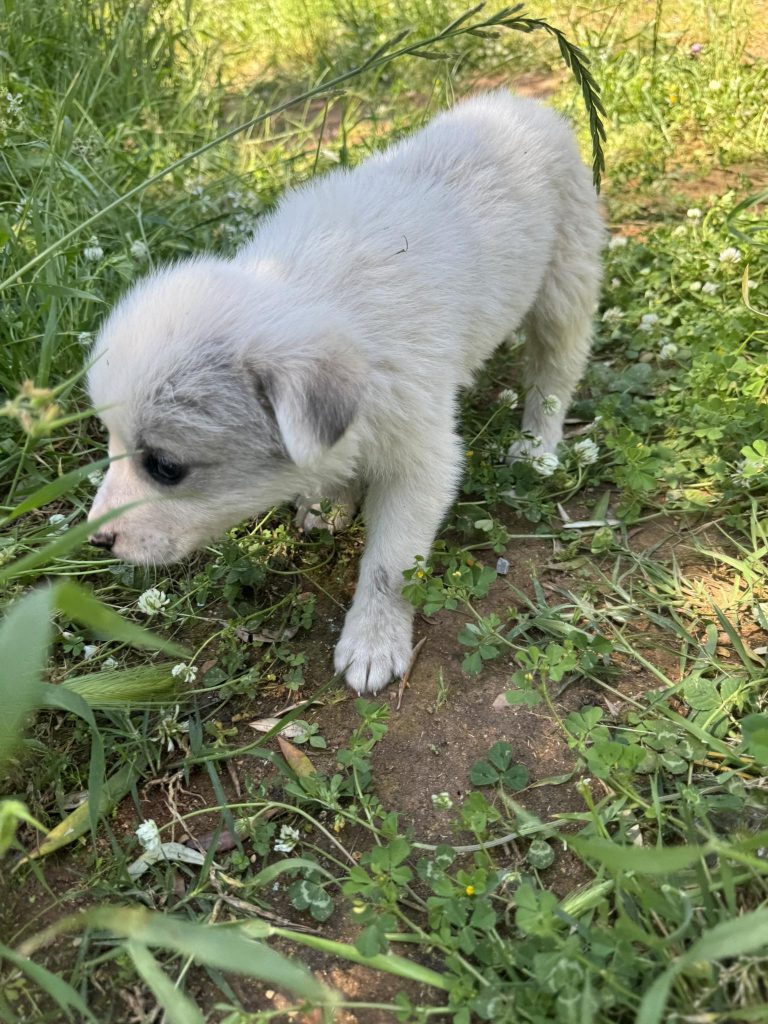 Rosa und Mila