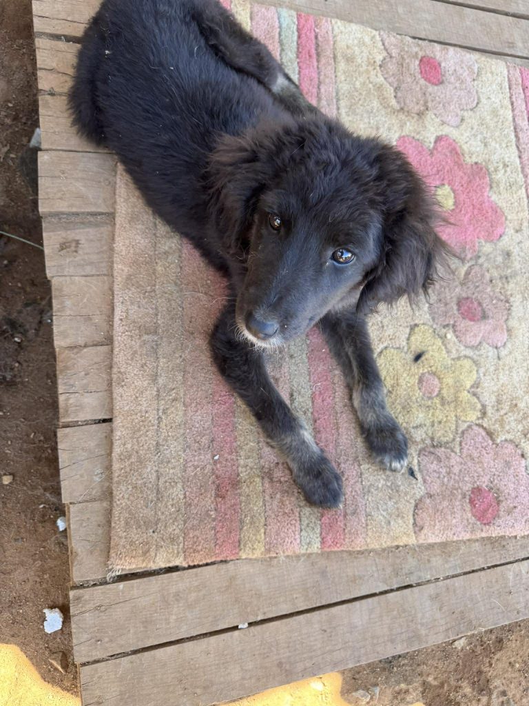 Mokka