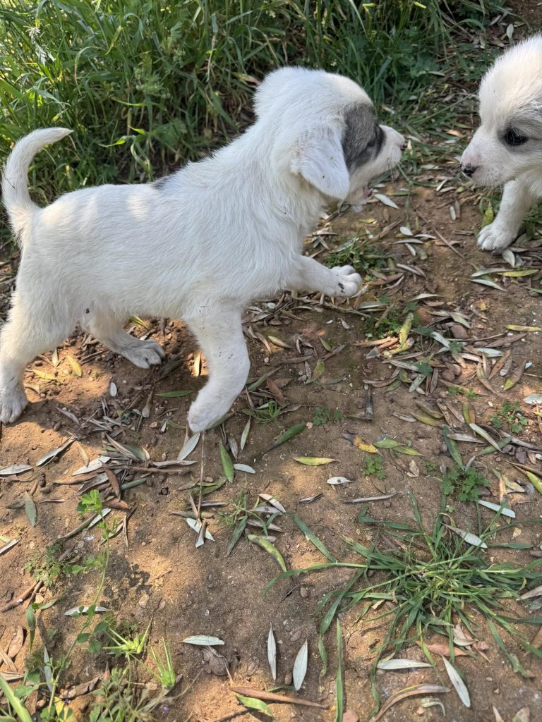 Rosa und Mila