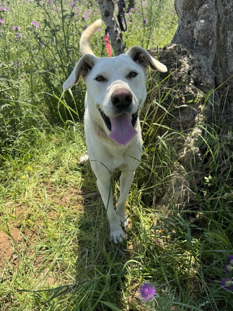 Yuki