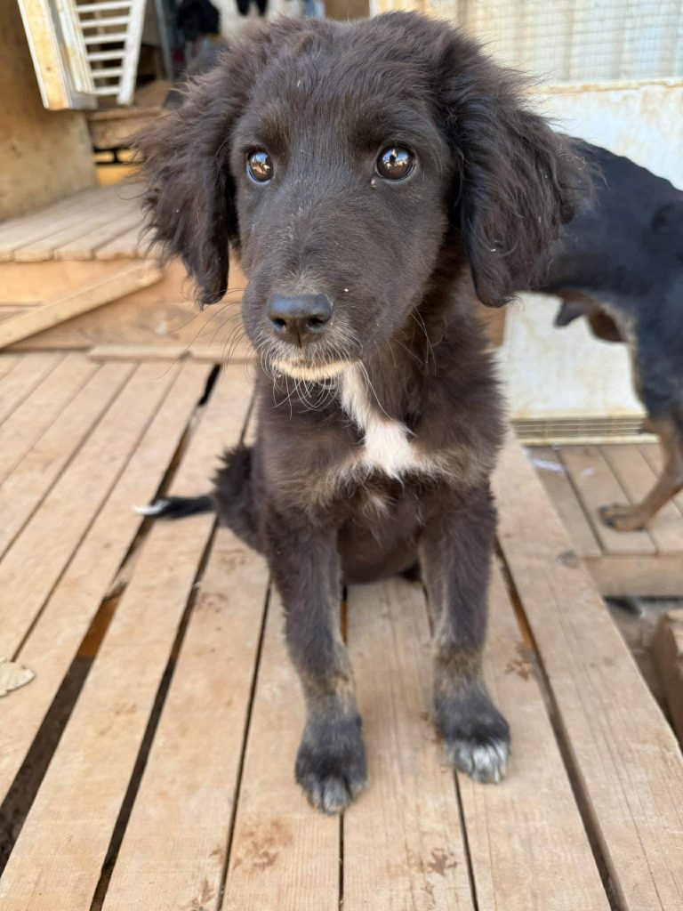 Mokka