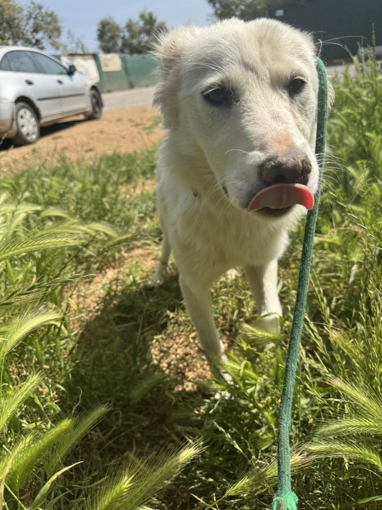 Delilah