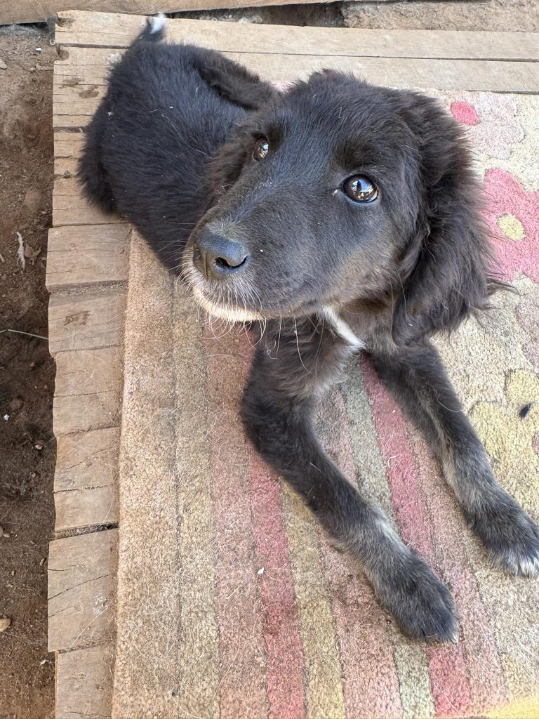 Mokka