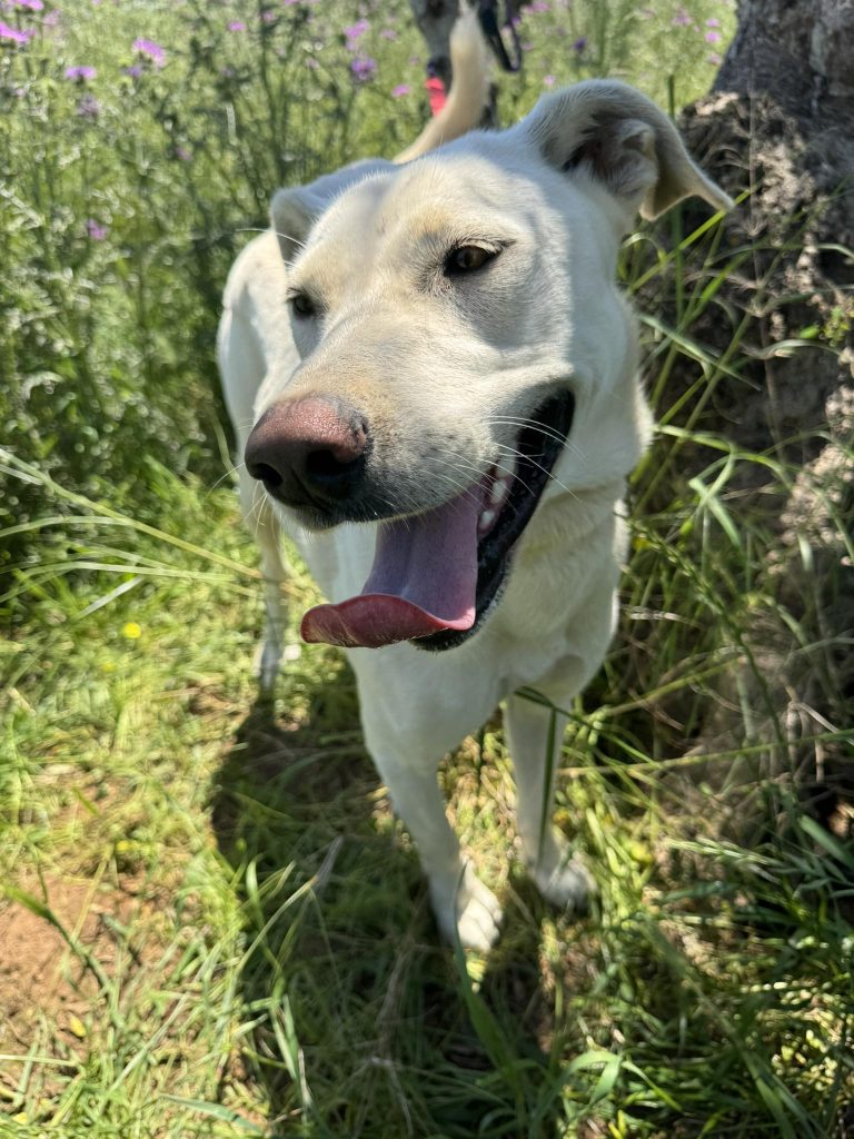 Yuki