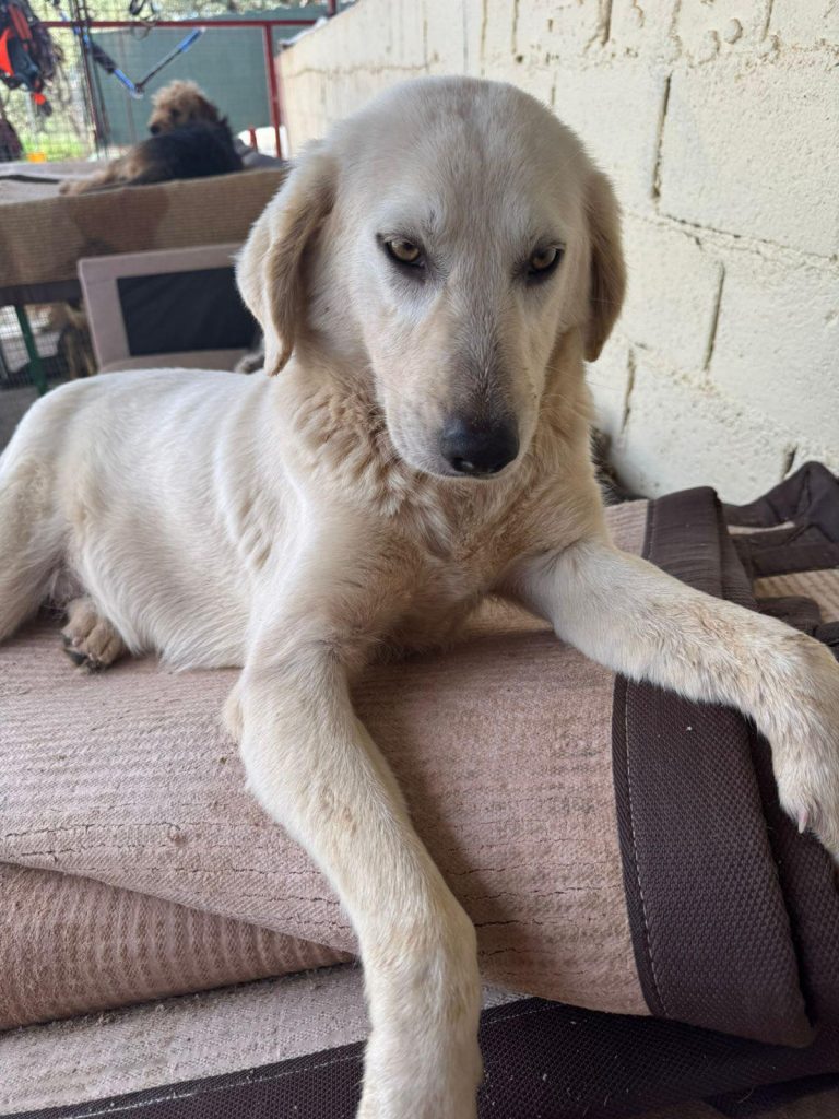 Babsie