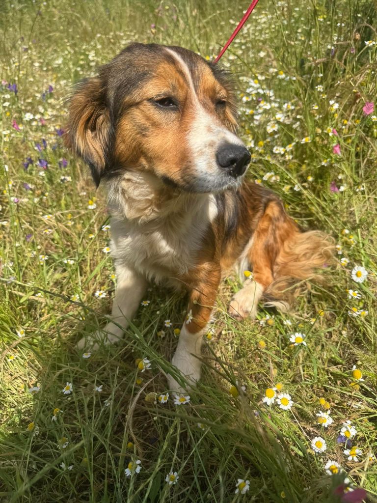 Lily
