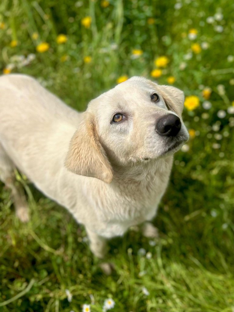 Babsie