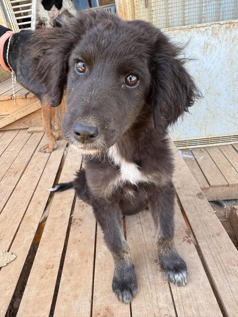 Mokka