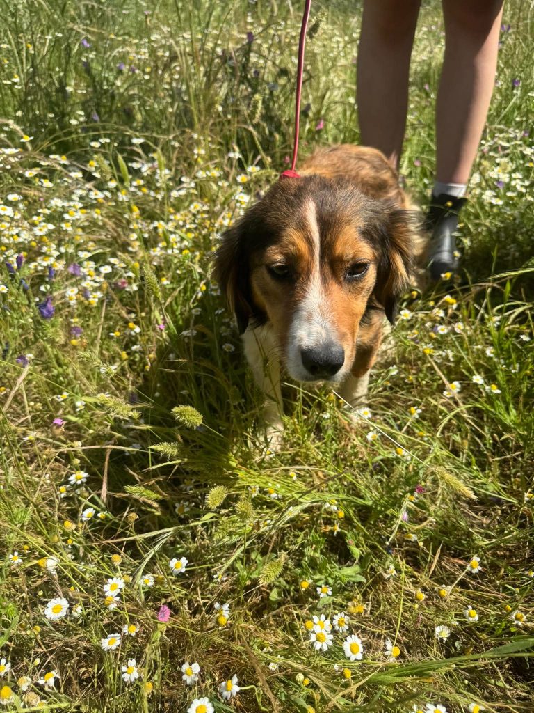 Lily